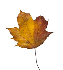 Golden brown dry Maple leaf on a white background
