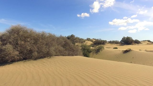 Island dunes. Gran Canary