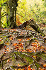 Tree roots and green forest in national park Plitvica