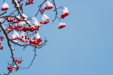 雪を被ったナナカマドの赤い実