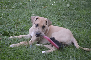 Doggenwelpe mit Besen