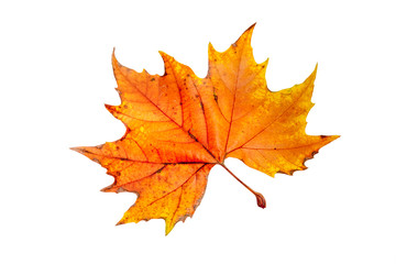 Fototapeta na wymiar an autumn leaf