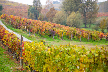 Fototapeta na wymiar Hills of vineyards in autumn / Italy
