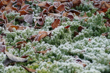 Kriechender Wacholder - juniperus procumbens - von Raureif bedeckt mit braunen vertrockneten Blättern nach Frostnacht
