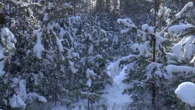 лес готов пережить холодную и суровую зиму