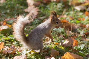 squirrel on the grass