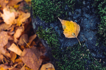 Late autumn // 群れない自由に、少し戸惑った日。