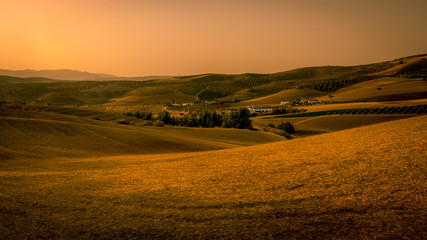 Fototapeta premium Beautiful golden cornfield at sunset