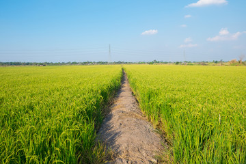 Fototapeta na wymiar field of rice seedlings green for background texture.