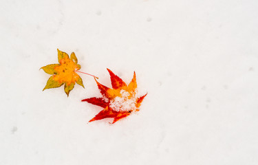 雪面の紅葉
