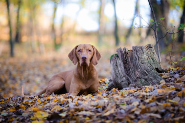 vizsla