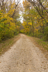 Fototapeta na wymiar Autumn Road In Woods