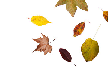 Autumn leaves, Indian Summer