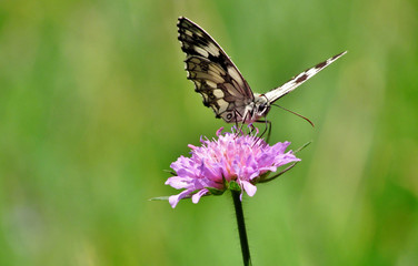 butterfly on a flower
