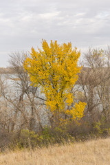 Fototapeta premium Autumn Trees