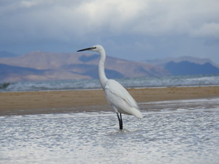 Little egret at the beach