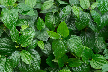 Piper sarmentosum leaf, vegetable, green, background
