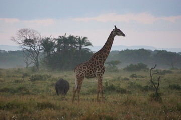 Nashorn und Giraffe