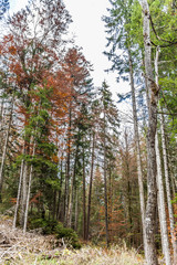 Obraz premium bayrischer wald