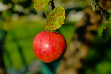 Red apple grow on a branch among the green foliage against a blue sky