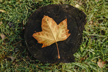 Yellow fallen leaf lying on a dry tree stump