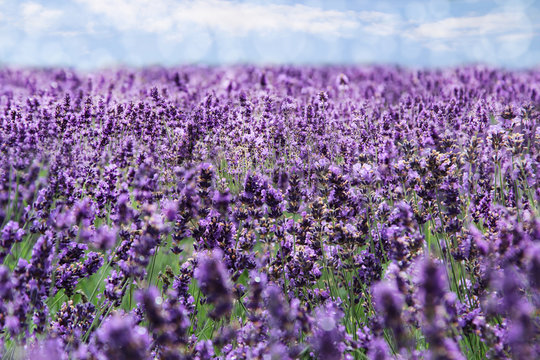 Fototapeta ein weites Lavendelfeld