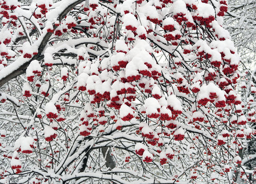 Rowan Berries in the Snow