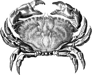 Vintage image crab - obrazy, fototapety, plakaty