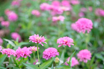Pink gerbera flowers.