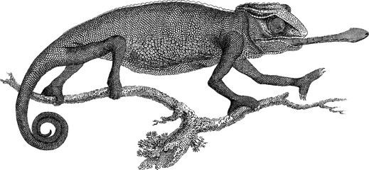 Vintage picture chameleon © unorobus