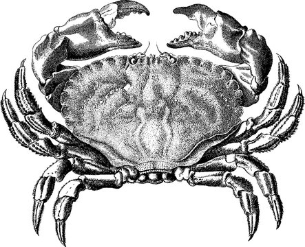 Vintage image crab