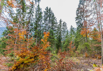 wald bei grainau