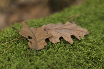 liście i mech © Robert