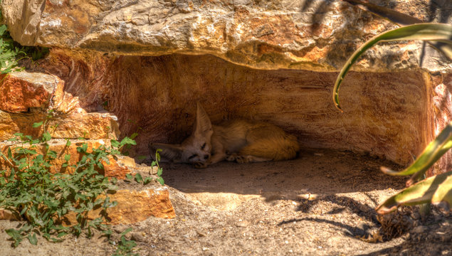 Ein W&uuml;stenfuchs ruht an einem hei&szlig;en Sommertag im Schatten.

A desert fox rests on a hot summer day in the shade.