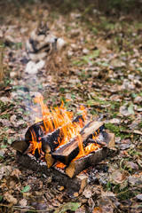 Hunter dog at rest in the forest. Bonfire, fire.