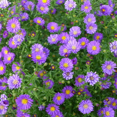 Fototapeta premium Fleurs violettes. arrière plan