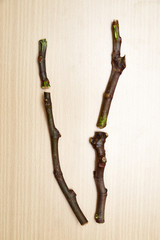 Obraz premium fig Tree cuttings