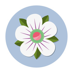 flower floral beauty icon vector illustration graphic design