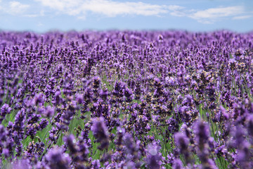 ein weites Lavendelfeld
