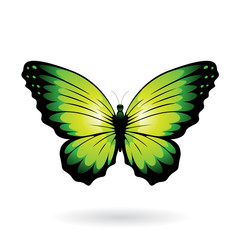 Obraz na płótnie Canvas Colorful Butterfly Illustration