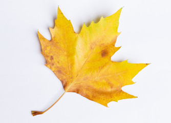 macro autumn leaf