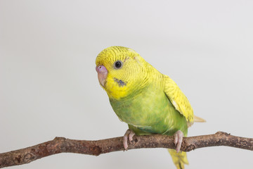 Budgarigar, Budgie Bird