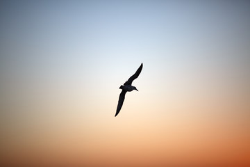 Flying bird over cloudless sky at sunset