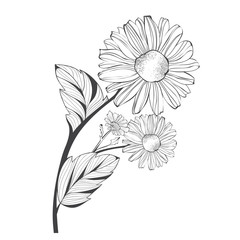 Branch of Daisy Flower