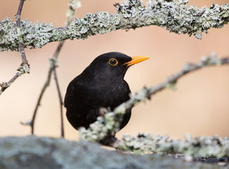 Common blackbird, male.
