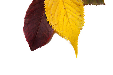 Isolated falling leaves 