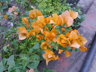Yellow Bougainvillea