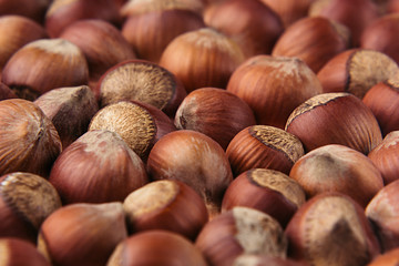 Hazelnut background. Pile of selected hazel close-up. For vegetarians.