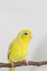 Pastel Green Forpus Bird