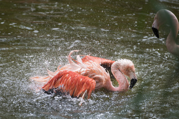 Flamingo